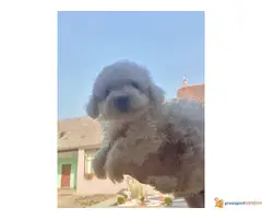 KOVRDZAVI BISON stenci - 2