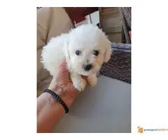 KOVRDZAVI BISON stenci - 3