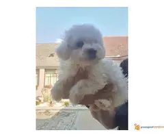 KOVRDZAVI BISON stenci - 4