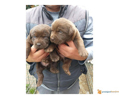 Čokoladni LABRADORI vrhunskog porekla