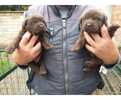 Čokoladni LABRADORI vrhunskog porekla