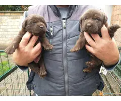 Čokoladni LABRADORI vrhunskog porekla