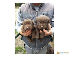Čokoladni LABRADORI vrhunskog porekla