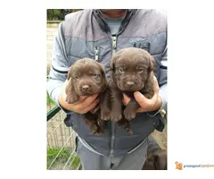 Čokoladni LABRADORI vrhunskog porekla