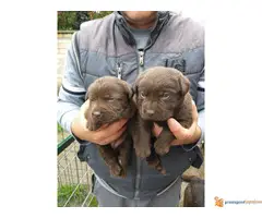 Čokoladni LABRADORI vrhunskog porekla