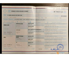 Čokoladni LABRADORI vrhunskog porekla