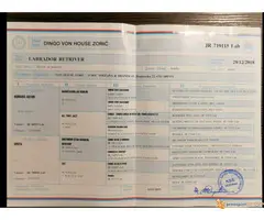 Čokoladni LABRADORI vrhunskog porekla