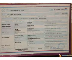 Čokoladni LABRADORI vrhunskog porekla - 6