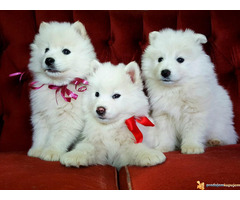 Čistokrvni štenci SAMOJEDA