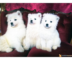 Čistokrvni štenci SAMOJEDA