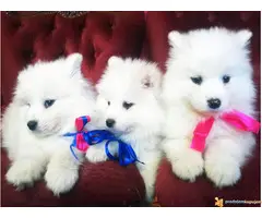Čistokrvni štenci SAMOJEDA - 3