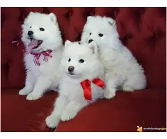 Čistokrvni štenci SAMOJEDA - 4