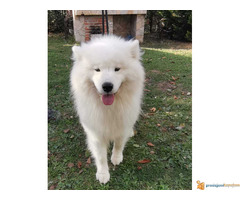 Čistokrvni štenci SAMOJEDA