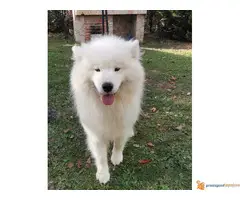 Čistokrvni štenci SAMOJEDA - 5