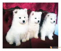 Čistokrvni štenci SAMOJEDA - 6