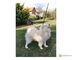 Čistokrvni štenci SAMOJEDA - 7
