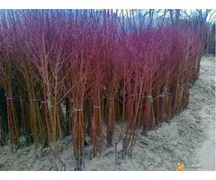 NASTIĆ - razne vrste sadnica za jesenju sadnju