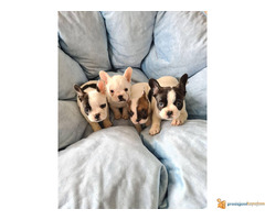 FRANCUSKI BULDOG stari 2 meseca