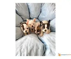 FRANCUSKI BULDOG stari 2 meseca - 2