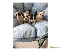 FRANCUSKI BULDOG stari 2 meseca