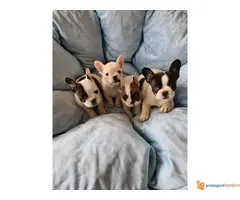 FRANCUSKI BULDOG stari 2 meseca - 4