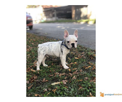 FRANCUSKI BULDOG stene od 3 meseca