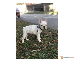 FRANCUSKI BULDOG stene od 3 meseca