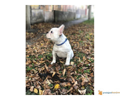 FRANCUSKI BULDOG stene od 3 meseca
