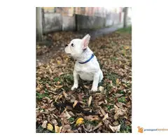 FRANCUSKI BULDOG stene od 3 meseca