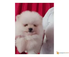 Preslatki mali pomerancici