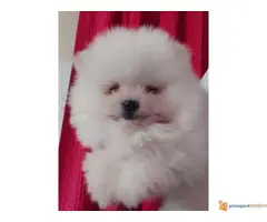 Preslatki mali pomerancici