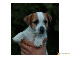 Dzek RASEL TERIJER - mužjak