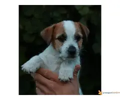 Dzek RASEL TERIJER - mužjak - 2