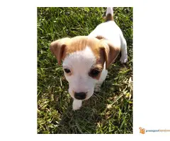 Stenci DZEK RASEL TERIJERA vrhunskog porekla