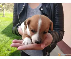 Stenci DZEK RASEL TERIJERA vrhunskog porekla