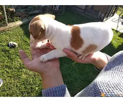 Stenci DZEK RASEL TERIJERA vrhunskog porekla