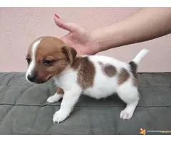 Stenci DZEK RASEL TERIJERA vrhunskog porekla - 6