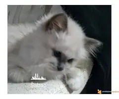 SVETE BIRME - cistokrvni macici