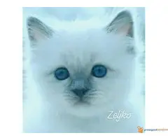 SVETE BIRME - cistokrvni macici