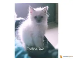 SVETE BIRME - cistokrvni macici