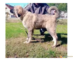 KAVKASKI OVCAR - musko vrhunsko stene