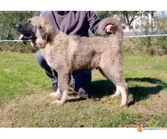 KAVKASKI OVCAR - musko vrhunsko stene