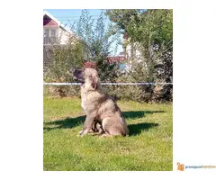 KAVKASKI OVCAR - musko vrhunsko stene