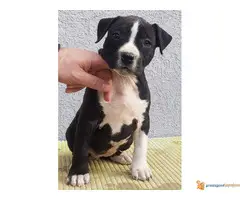 Americki staford stenci