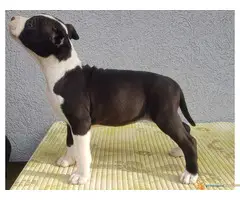 Americki staford stenci