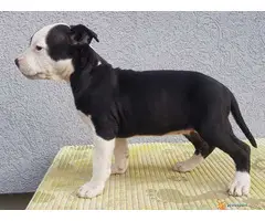 Americki staford stenci