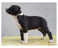 Americki staford stenci