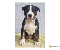 Americki staford stenci - 6