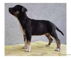 Americki staford stenci - 7