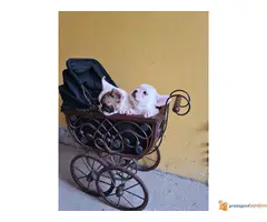 FRANCUSKI BULDOG kvalitetni stenci